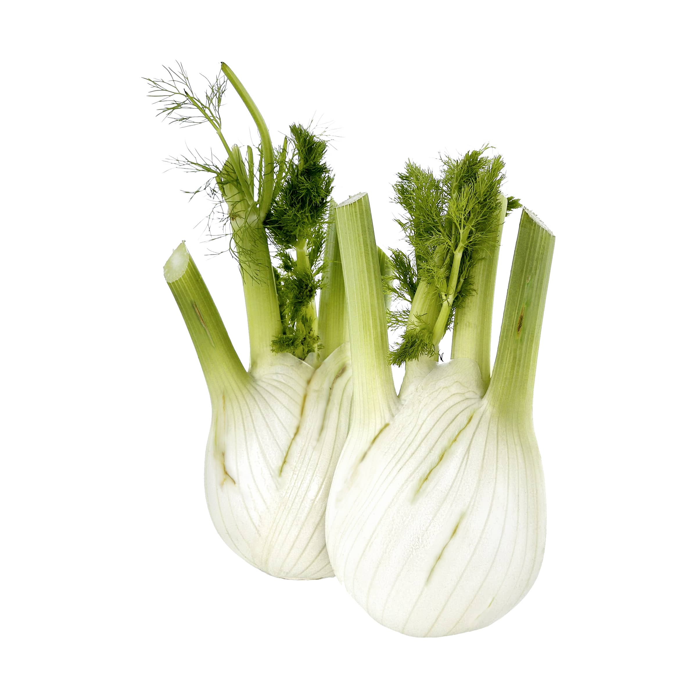 Fenchel kaufen Fenchel