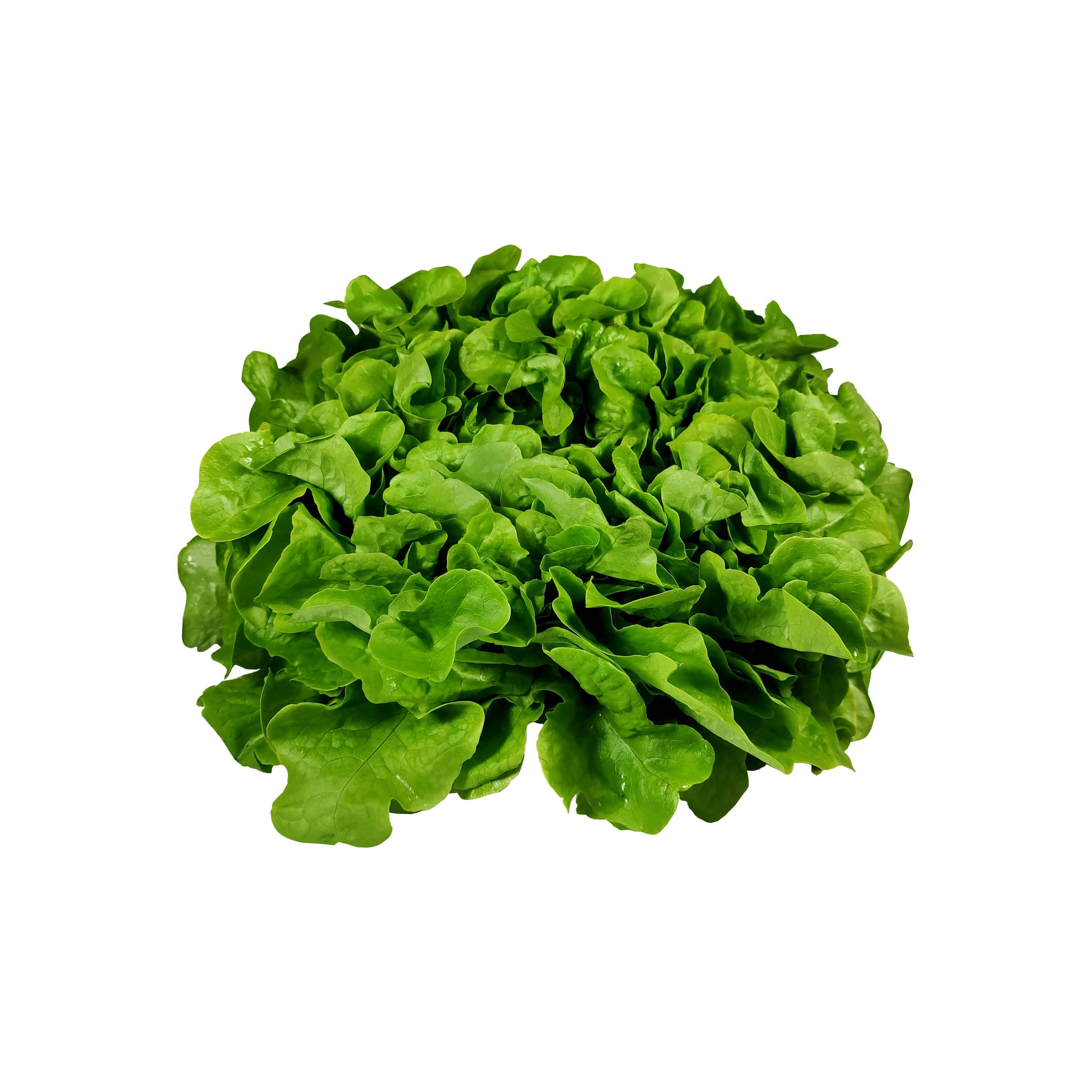 Bunter Salat - mit Schönheitsfehlern kaufen Bunter Salat - mit Schönheitsfehlern