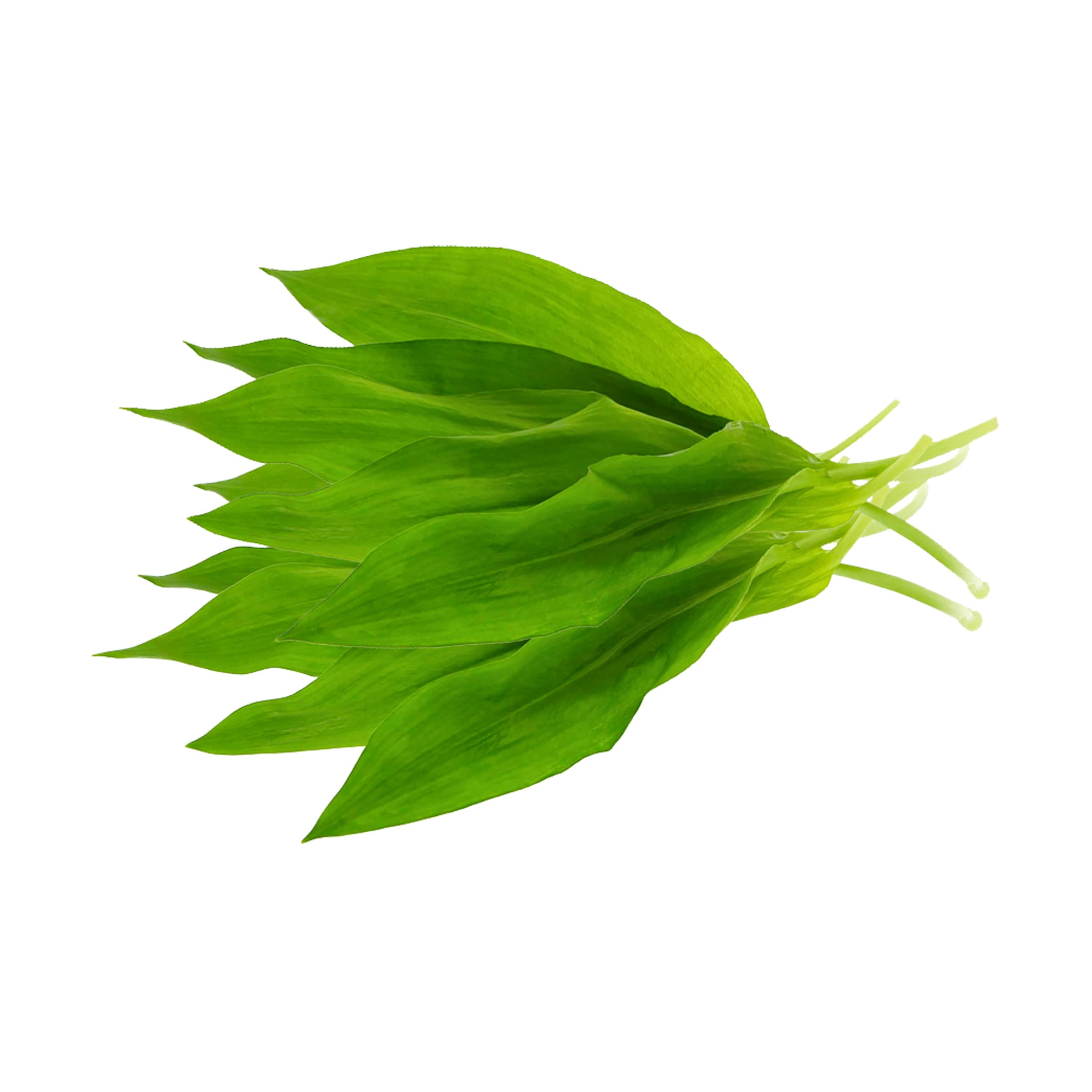 Bärlauch, waldfrisch kaufen Bärlauch, waldfrisch
