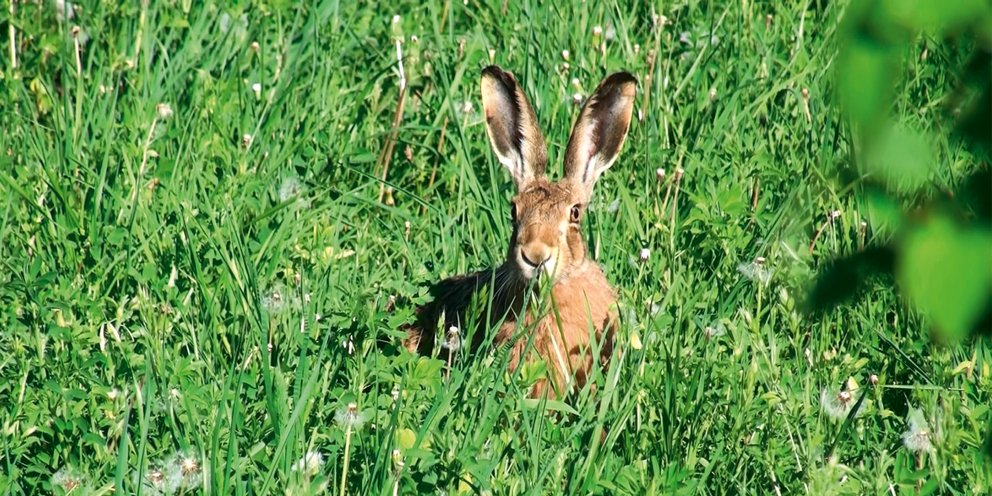 Mehrzahlung für Natur und Tiere kaufen Mehrzahlung für Natur und Tiere