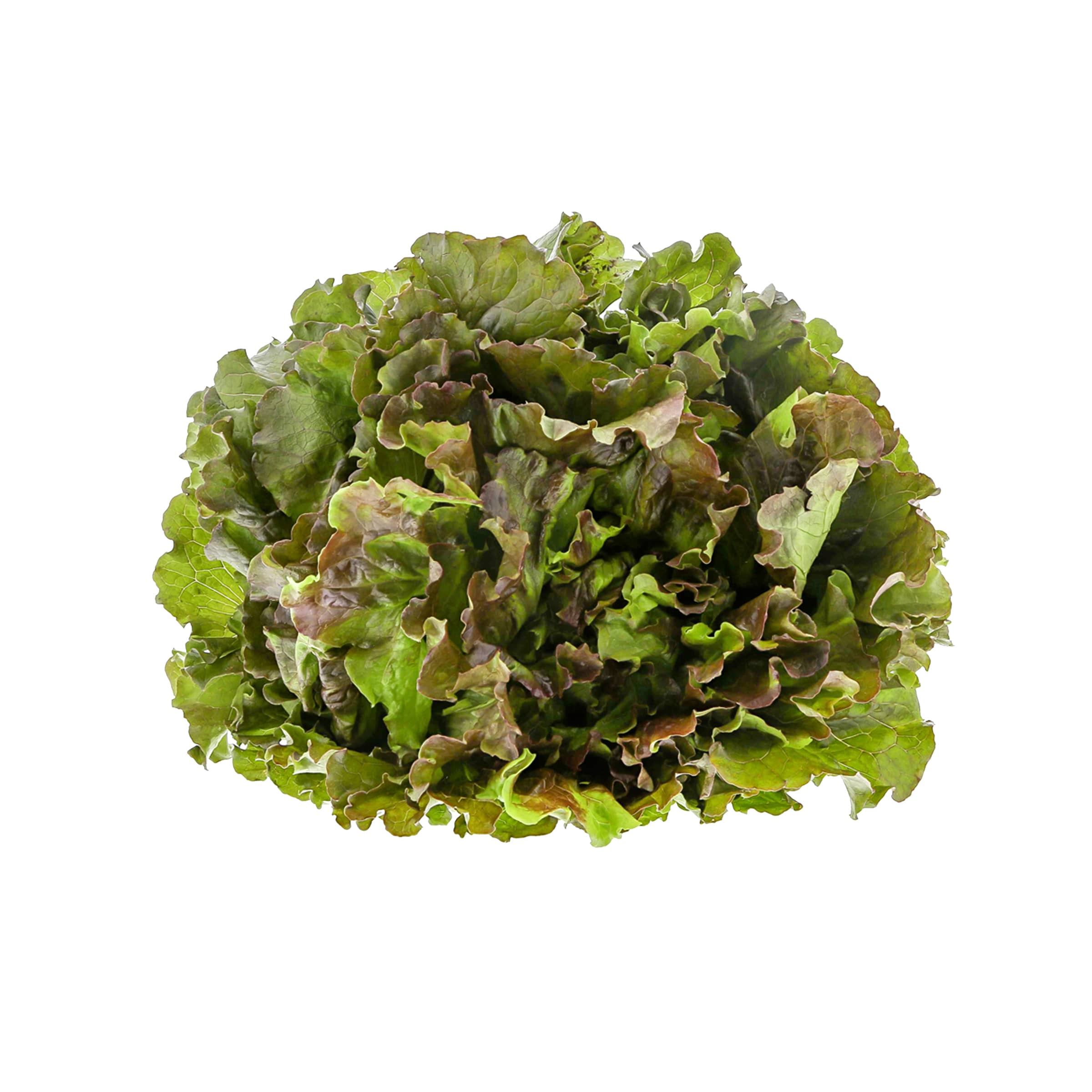 Bunter Salat - mit Schönheitsfehlern kaufen Bunter Salat - mit Schönheitsfehlern