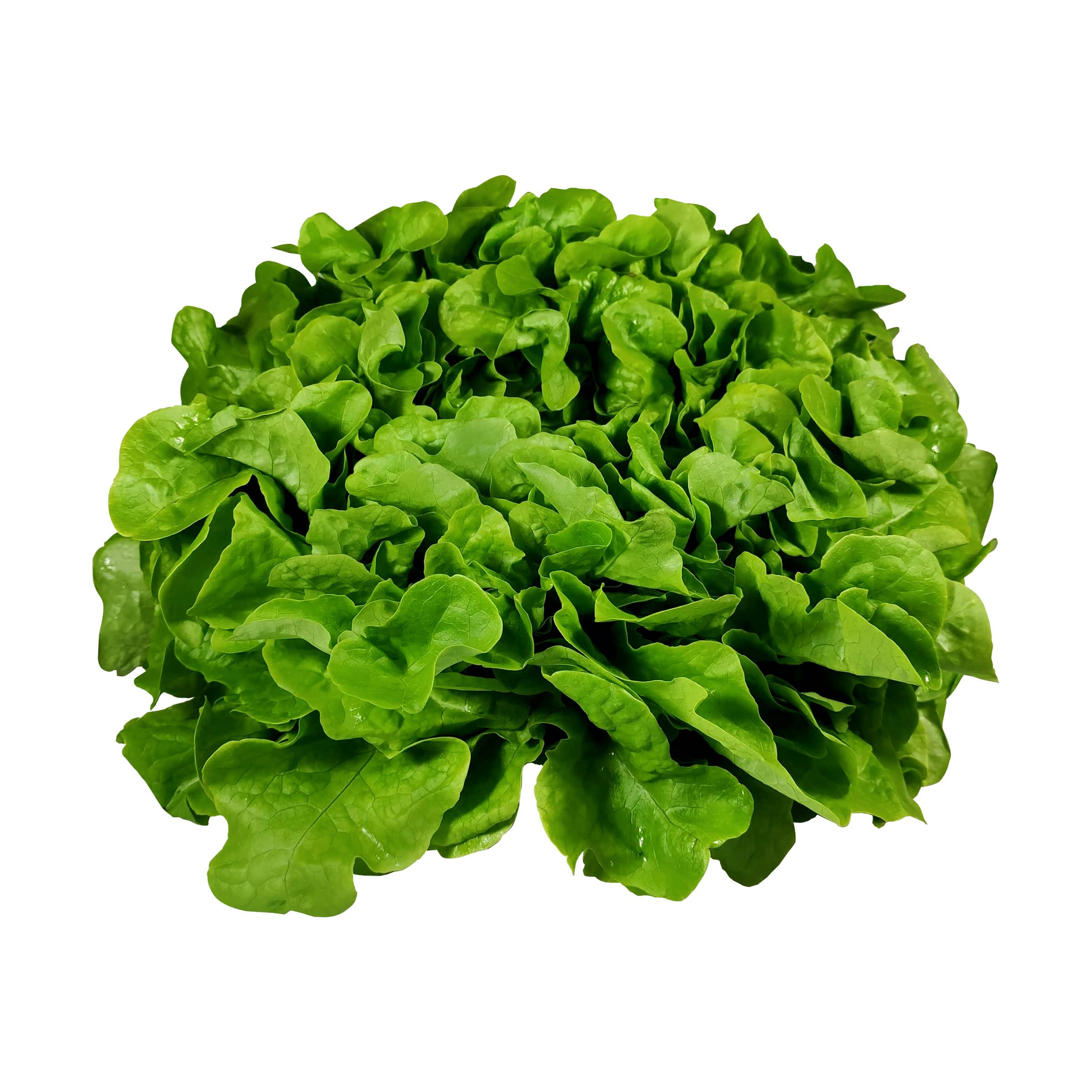 Bunter Salat Bunter Salat