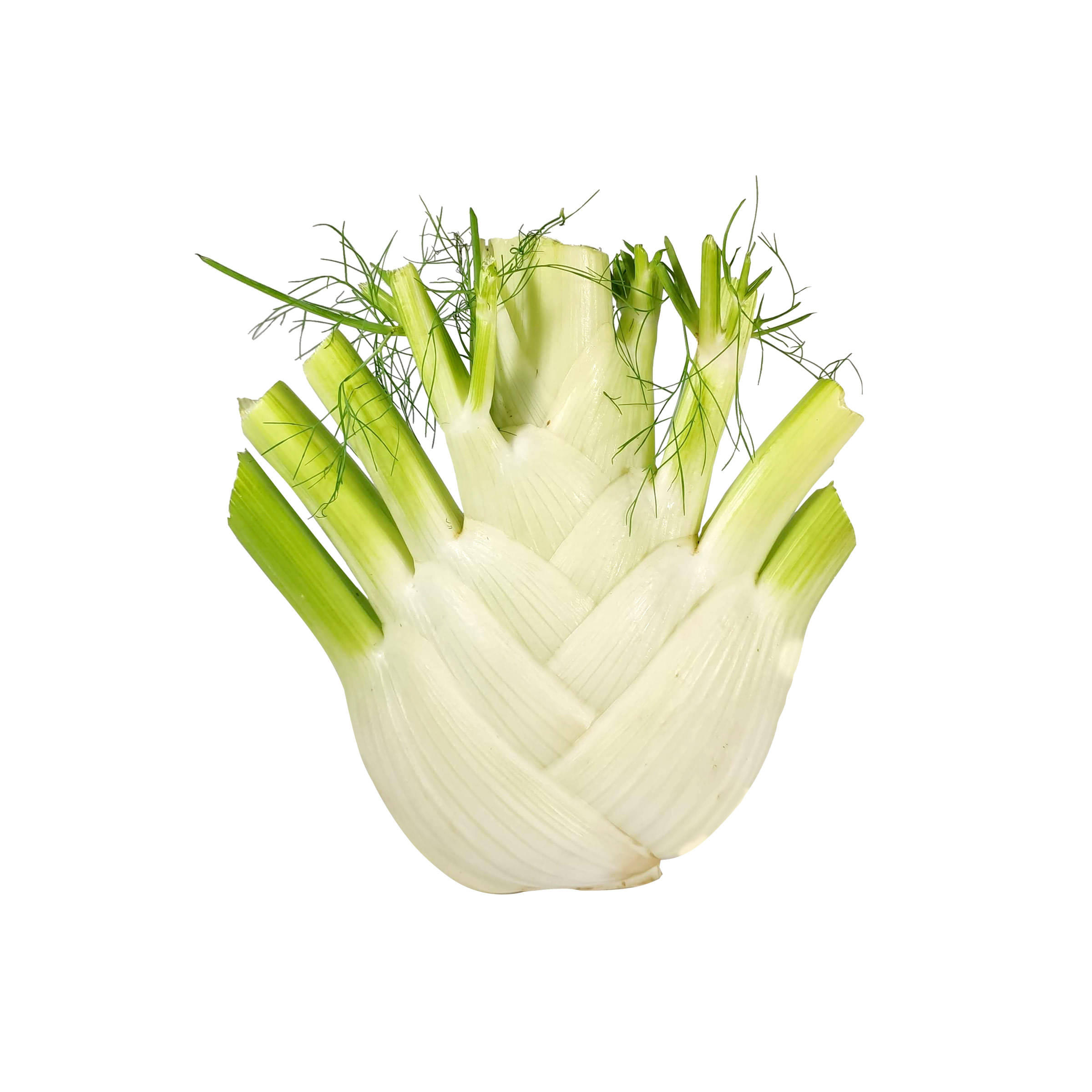 Fenchel - mit Schönheitsfehlern kaufen Fenchel - mit Schönheitsfehlern