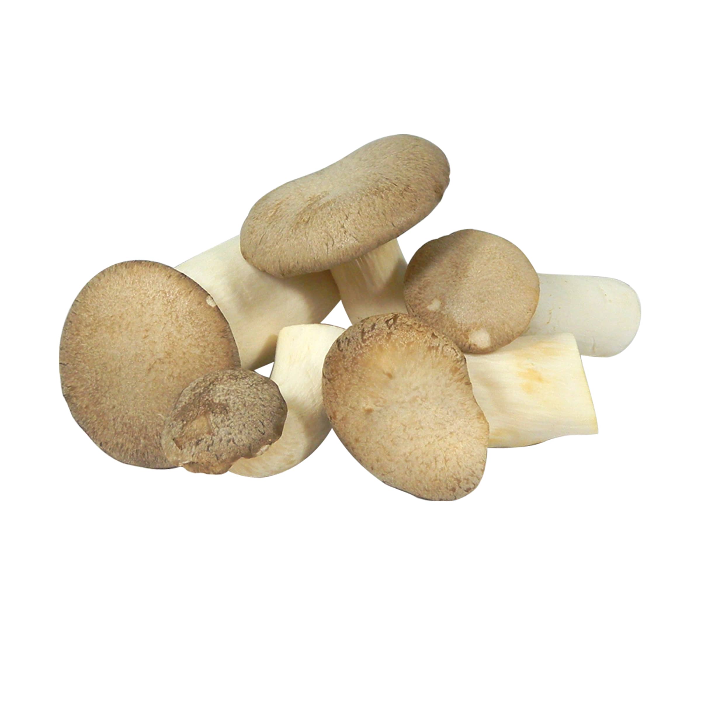 Kräuterseitlinge kaufen Kräuterseitlinge