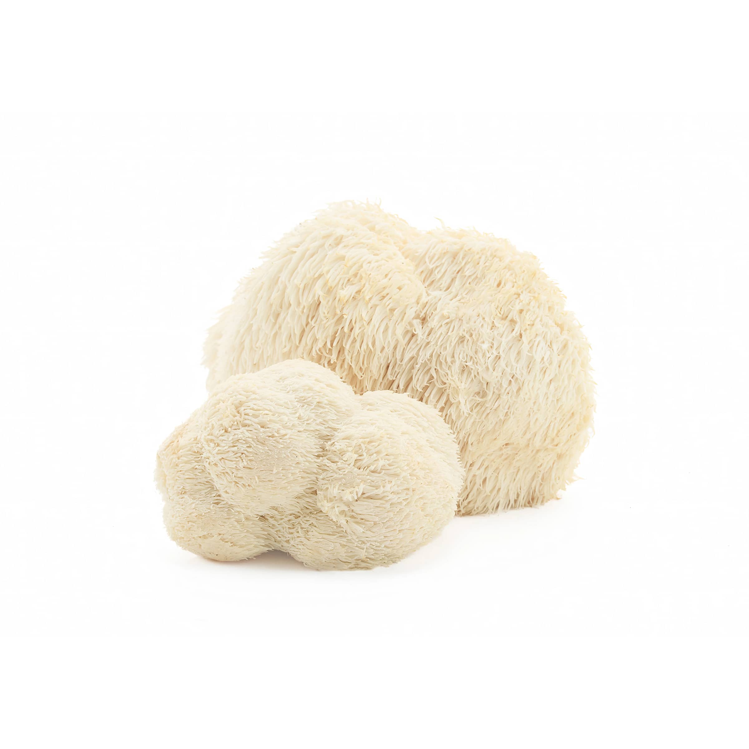 Igelstachelbart kaufen Igelstachelbart