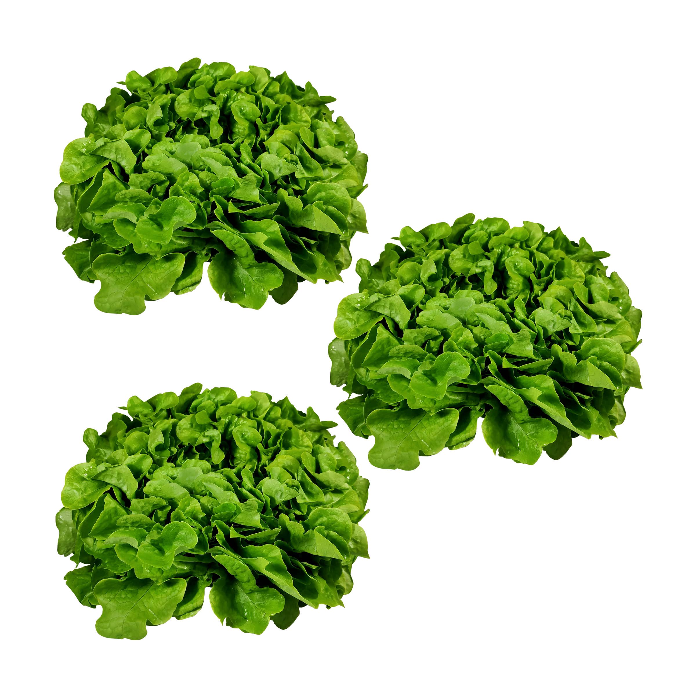 3x Bunter Salat kaufen 3x Bunter Salat