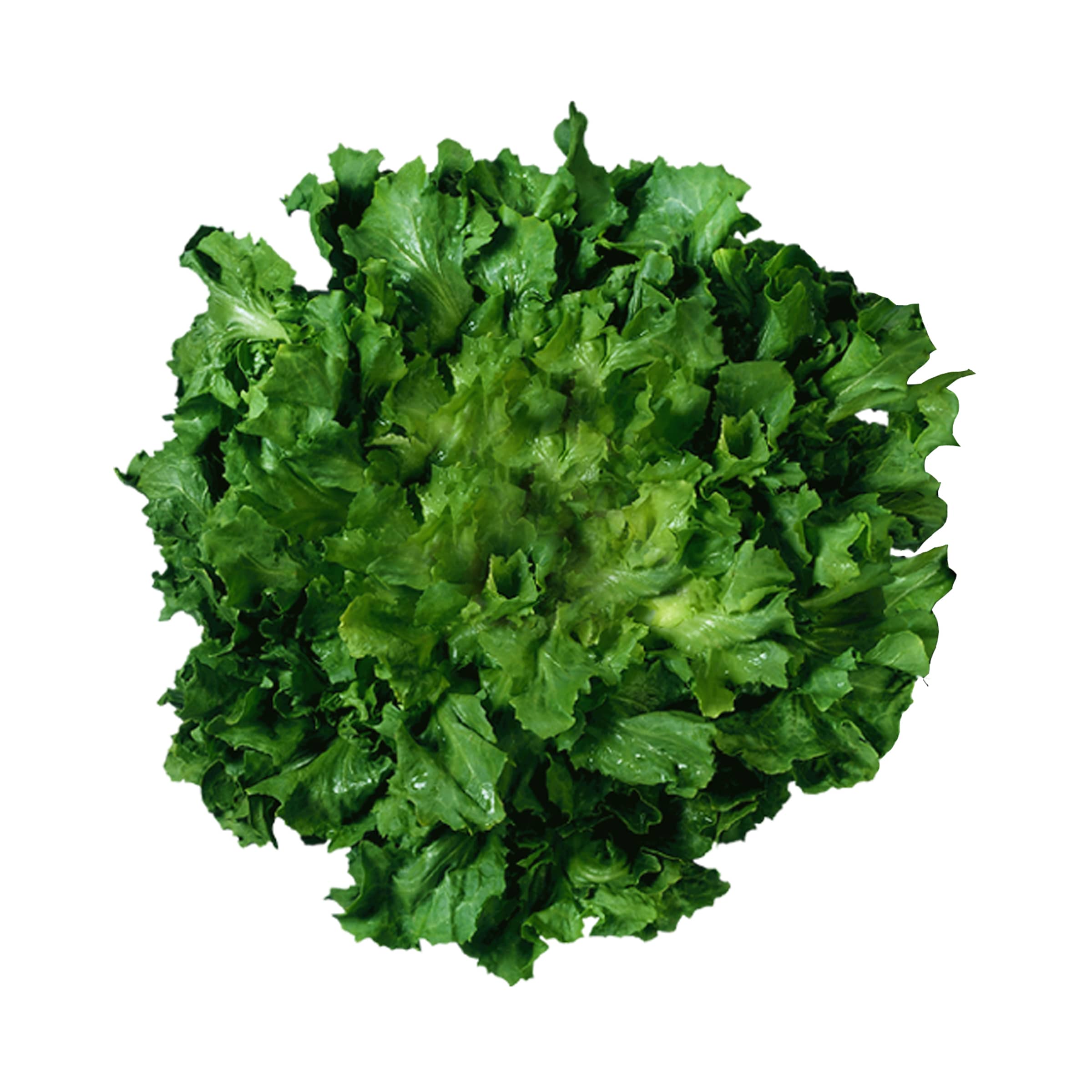 Endivienherzen - mit Schönheitsfehlern