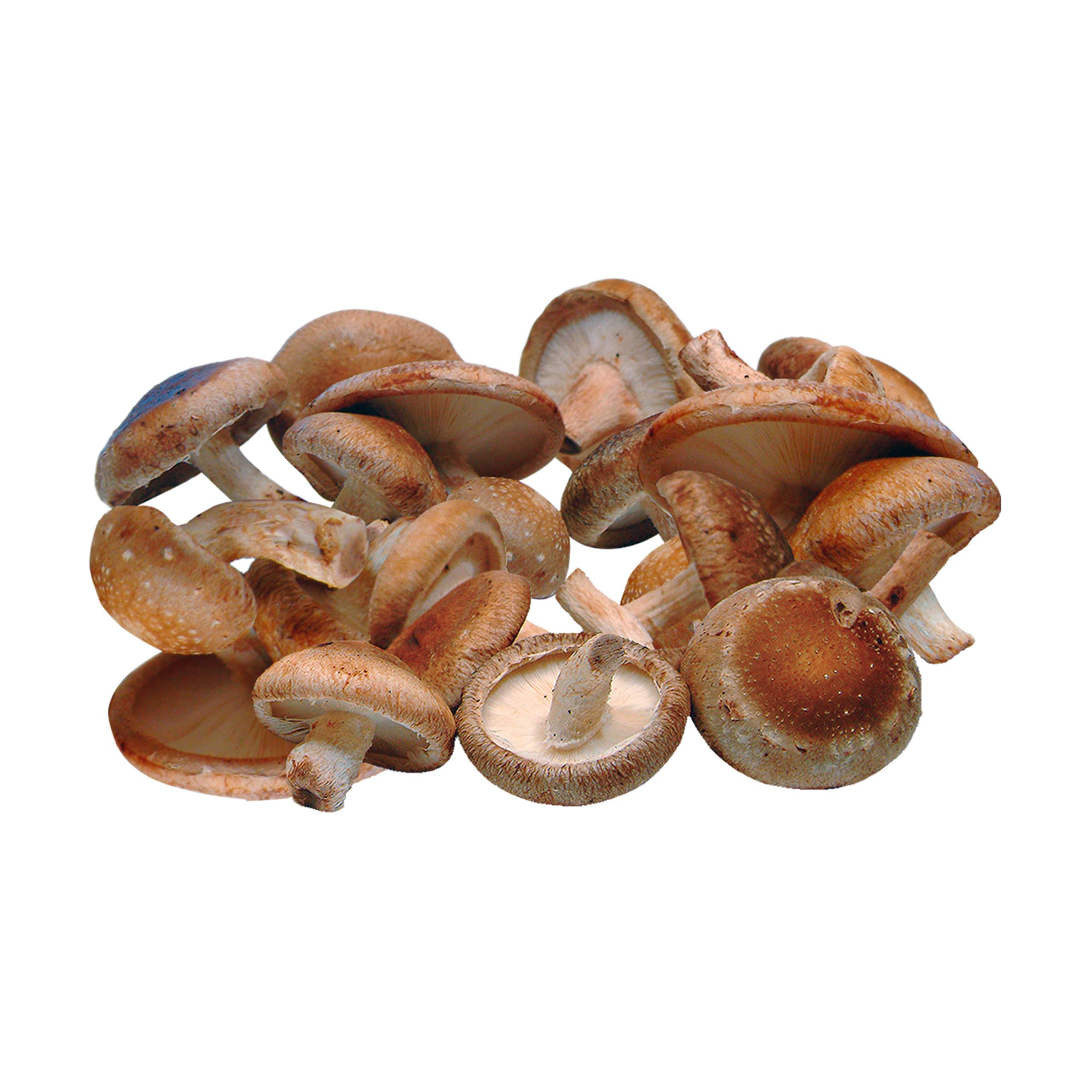 Shiitake-Pilze kaufen Shiitake-Pilze
