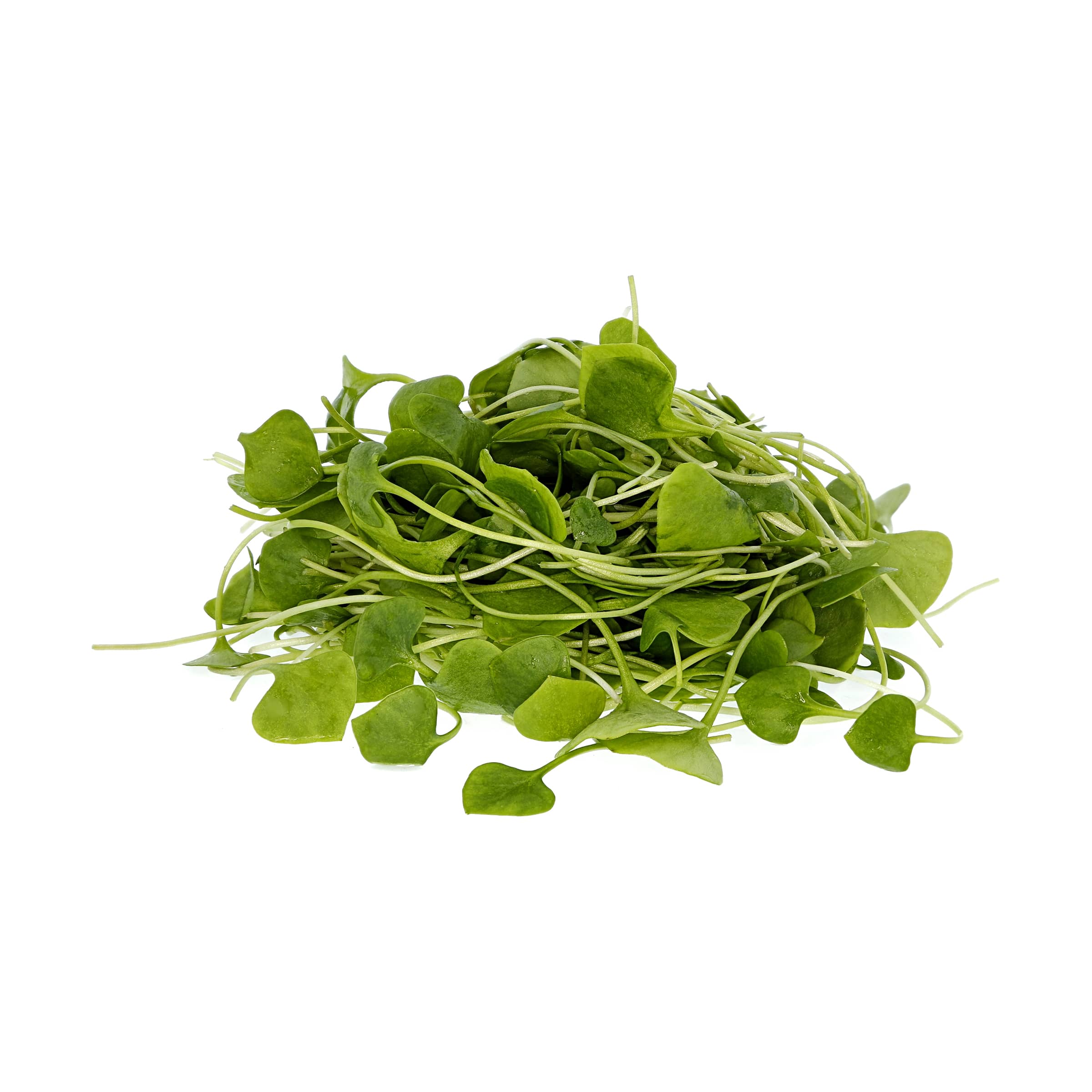 Postelein kaufen Postelein