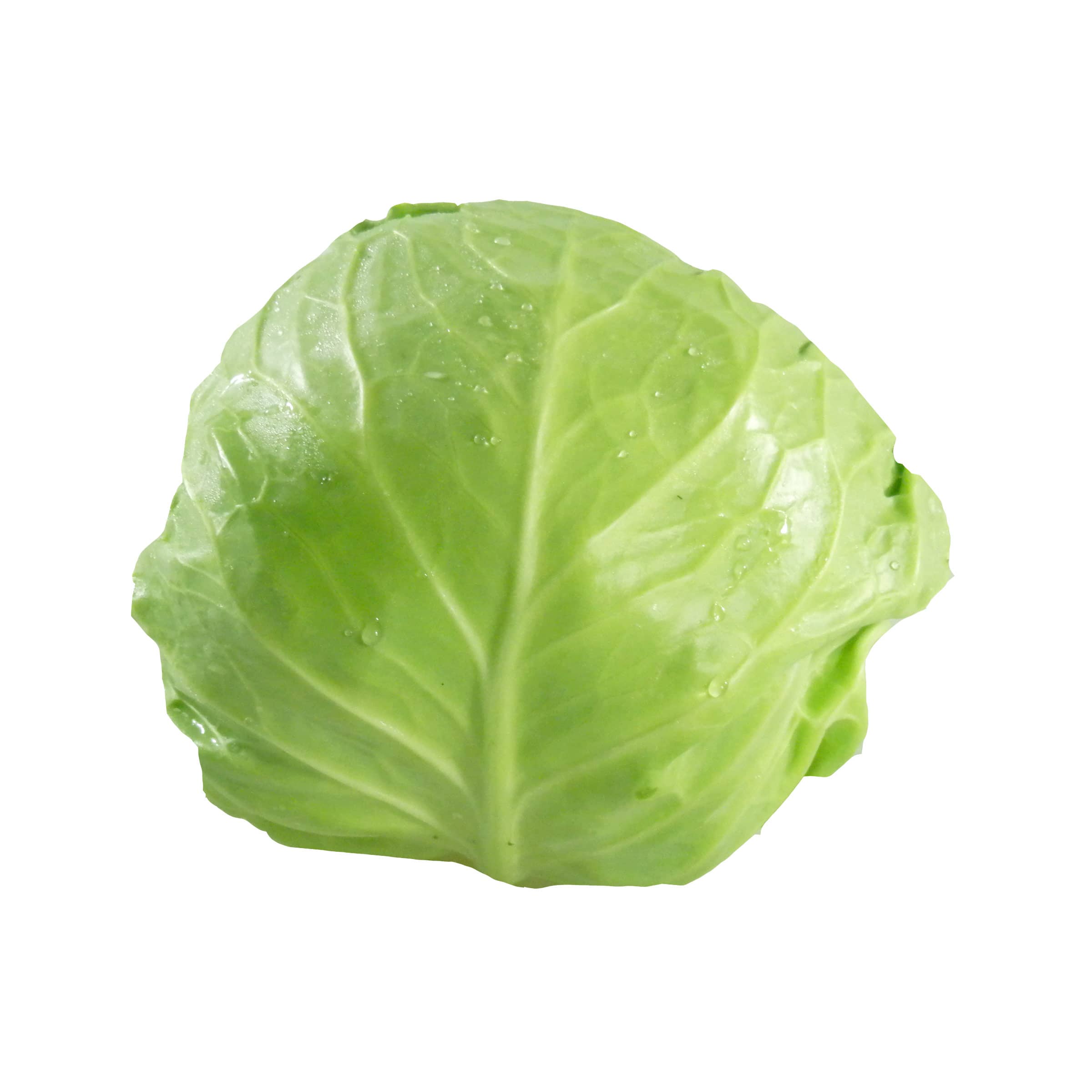 Junger Kohl kaufen Junger Kohl