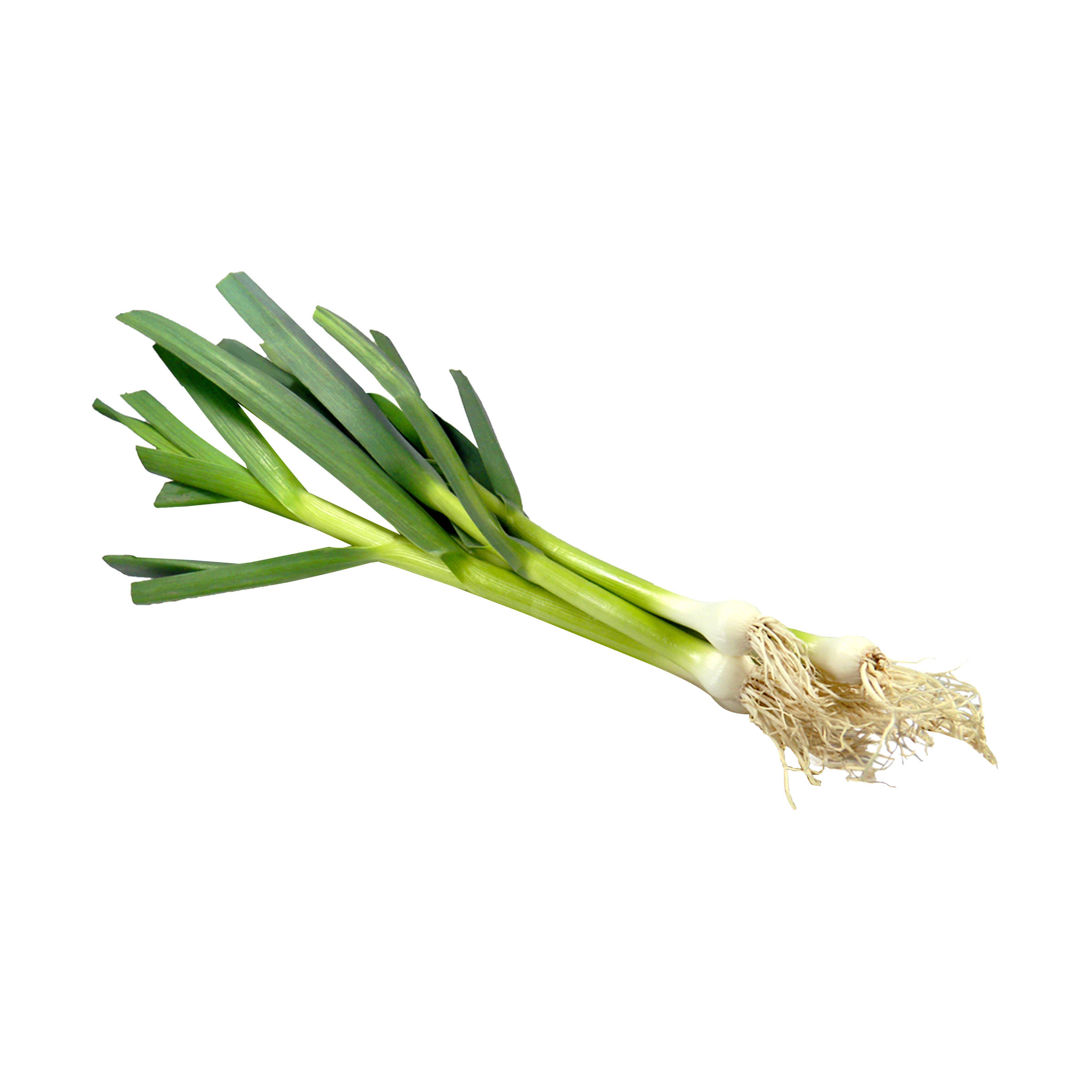 Grüner Knoblauch von Lebe Gesund. Beste Bio-Qualität aus eigenem Anbau. 0 1 Bund
