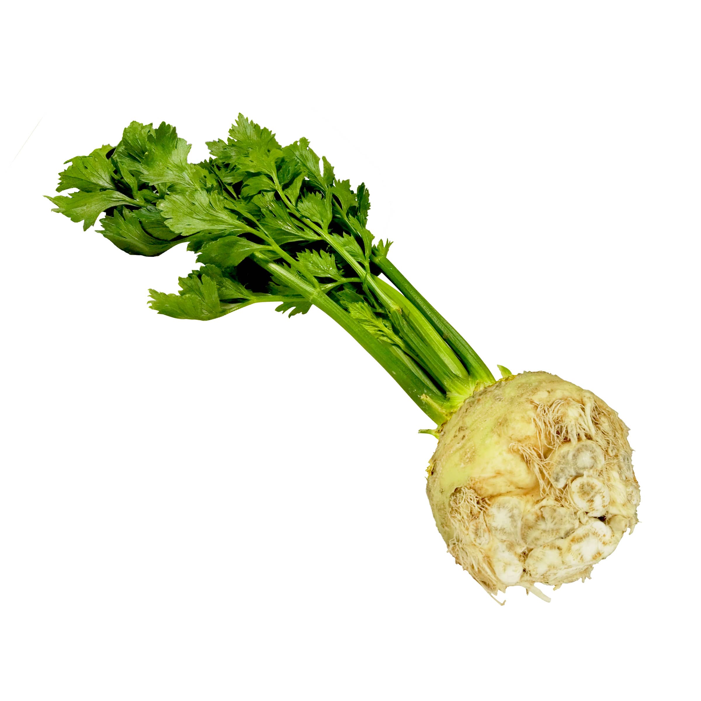 Sellerie kaufen Sellerie