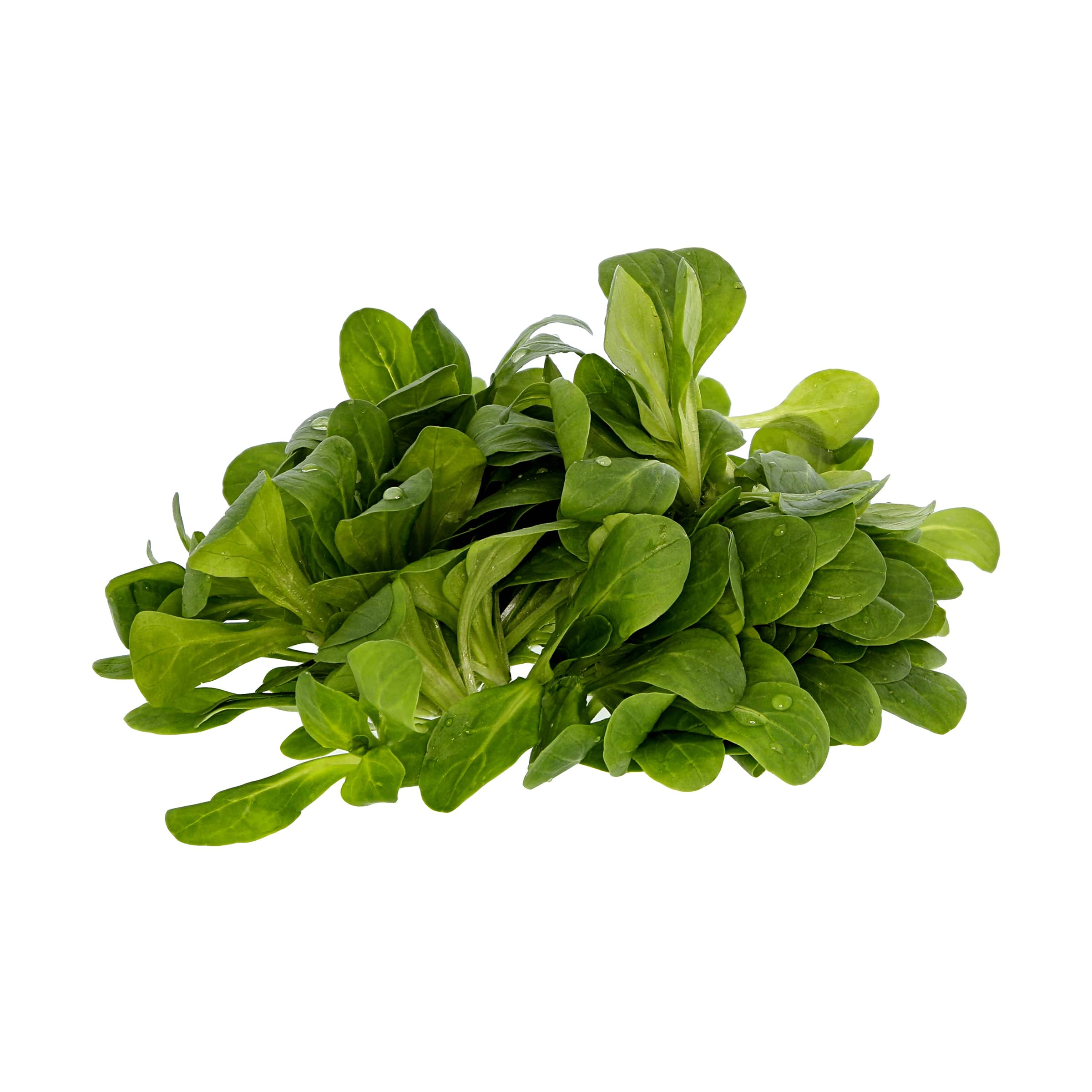 Feldsalat kaufen Feldsalat