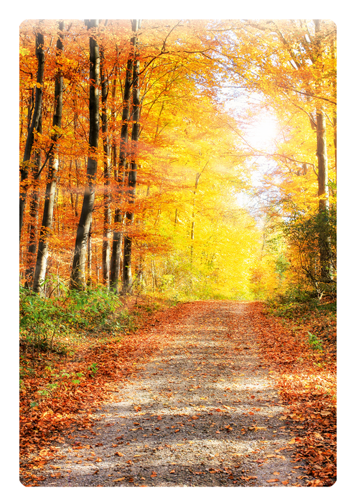 Grußkarte mit Motiv nach Wahl "Herbstwald" Grußkarte mit Motiv nach Wahl "Herbstwald"