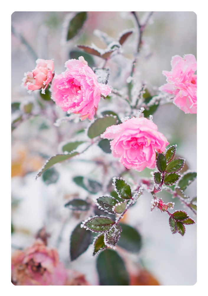 Grußkarte mit Motiv nach Wahl "Rosen im Winter"