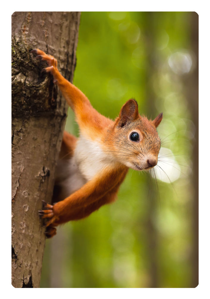 Grußkarte mit Motiv nach Wahl "Eichhörnchen am Baum" kaufen Grußkarte mit Motiv nach Wahl "Eichhörnchen am Baum"