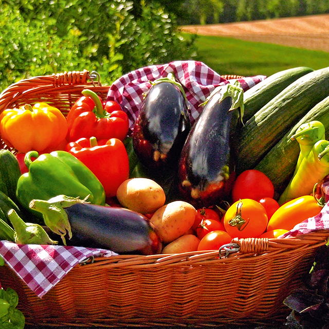 Frisches eigenes Sommergemüse – jetzt bestellen und genießen! Frisches Sommergemüse aus eigenem Anbau – jetzt bestellen und genießen!