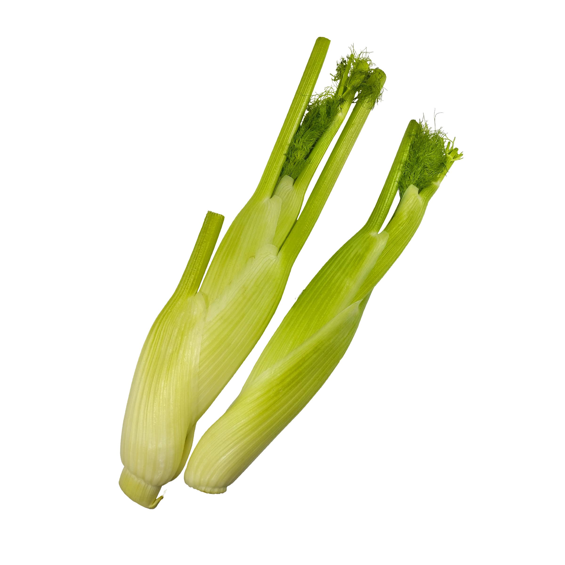 Fenchel - mit Schönheitsfehlern kaufen Fenchel - mit Schönheitsfehlern