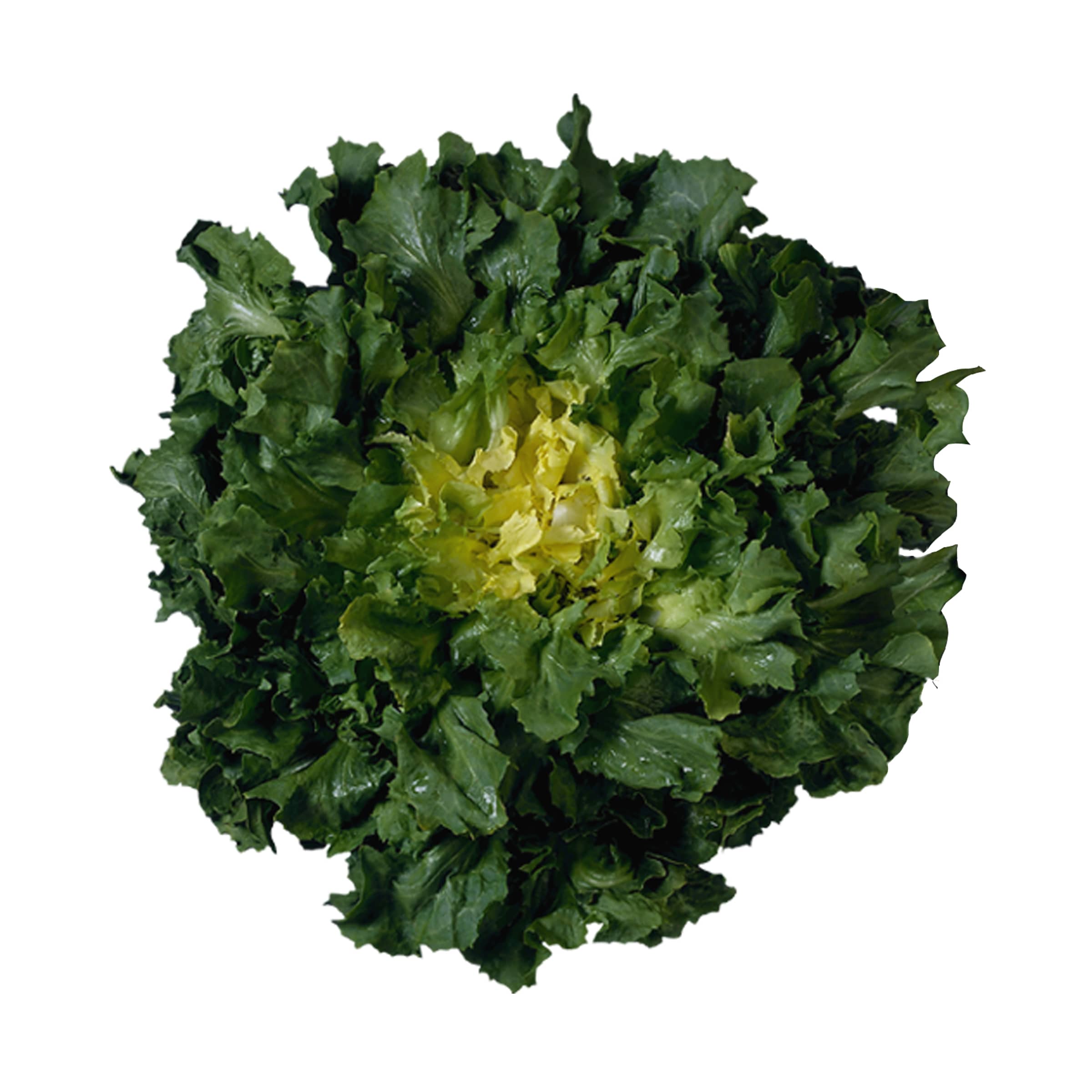 Endivien kaufen Endivien