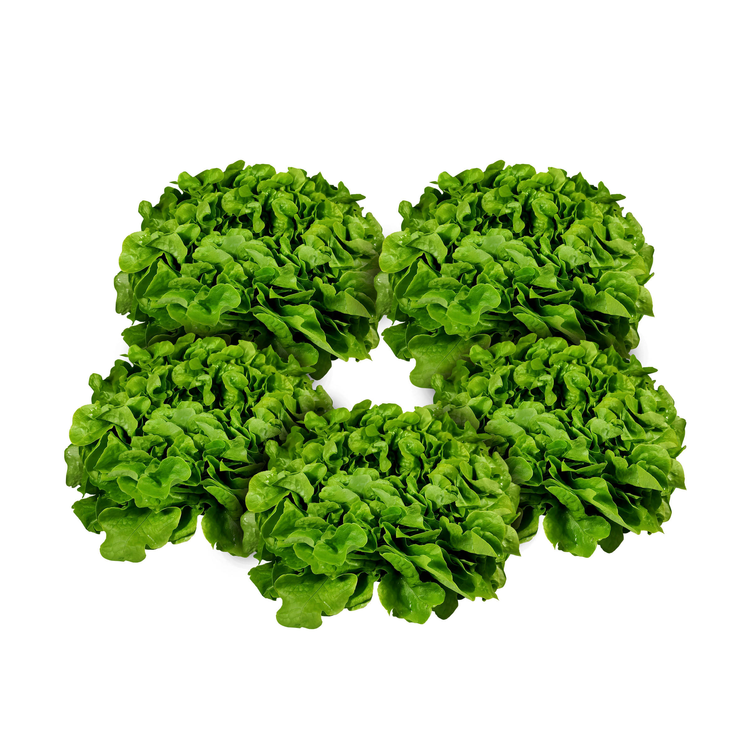 5x Bunter Salat kaufen 5x Bunter Salat