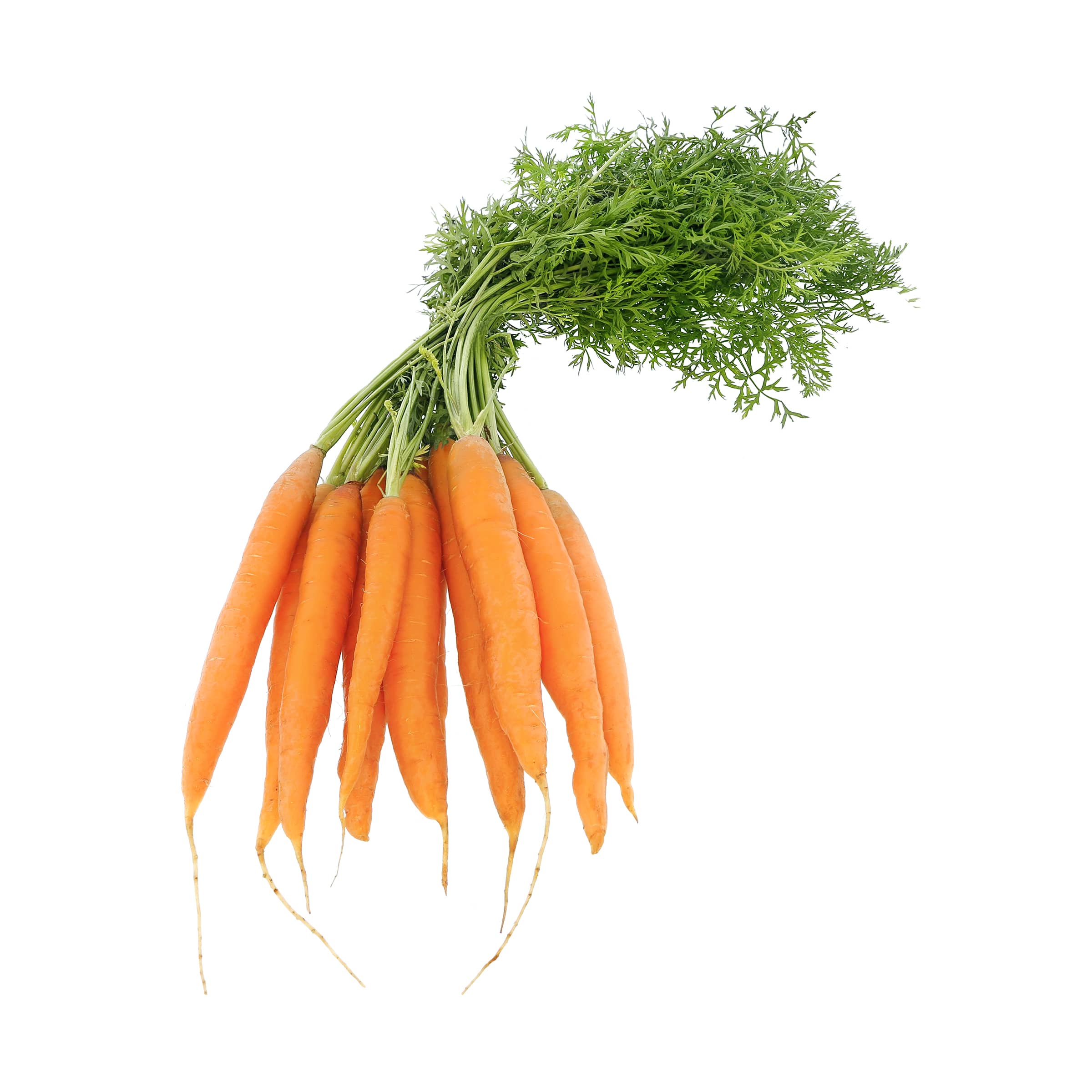 Bundmöhren kaufen Bundmöhren