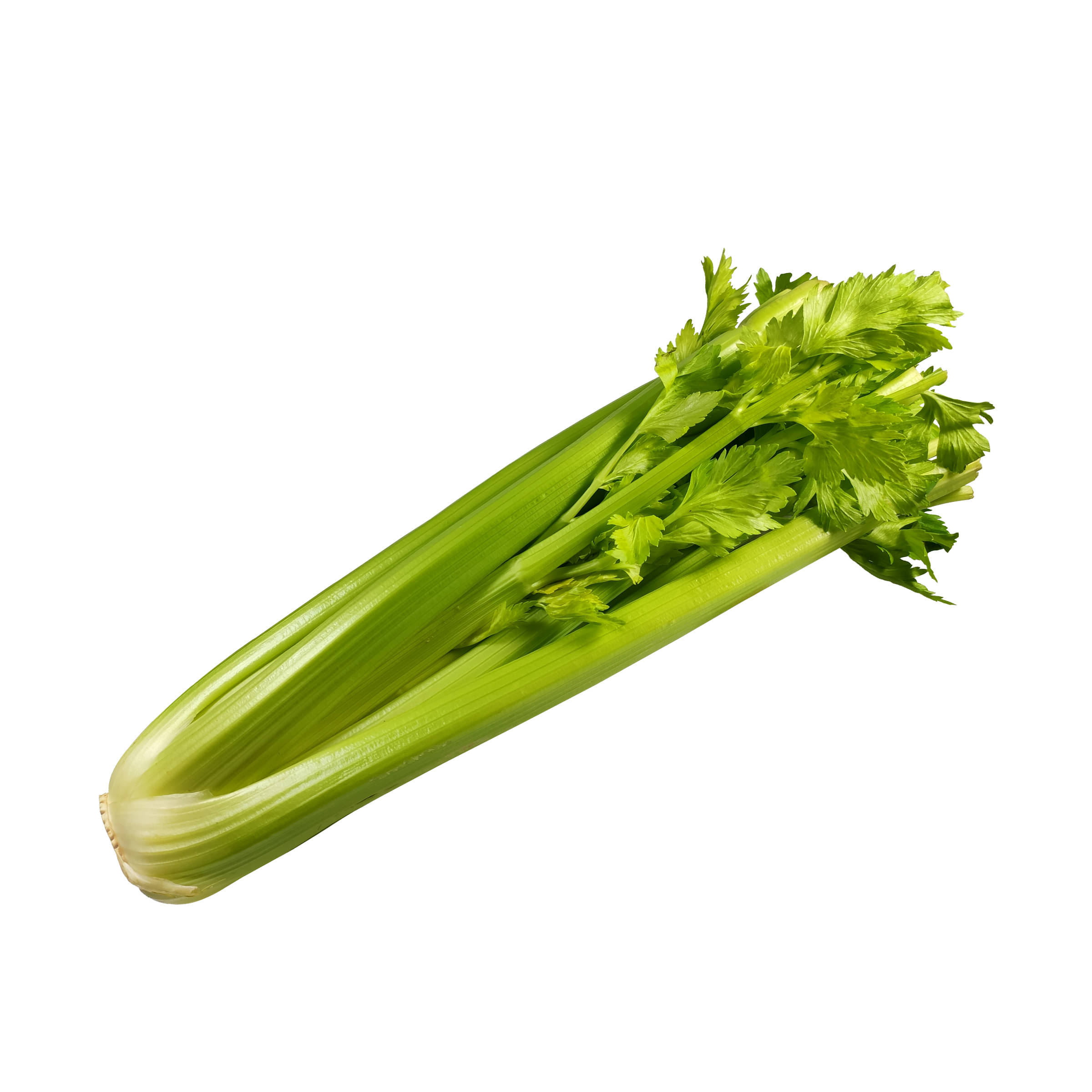 Stauden-Sellerie - mit Schönheitsfehlern
