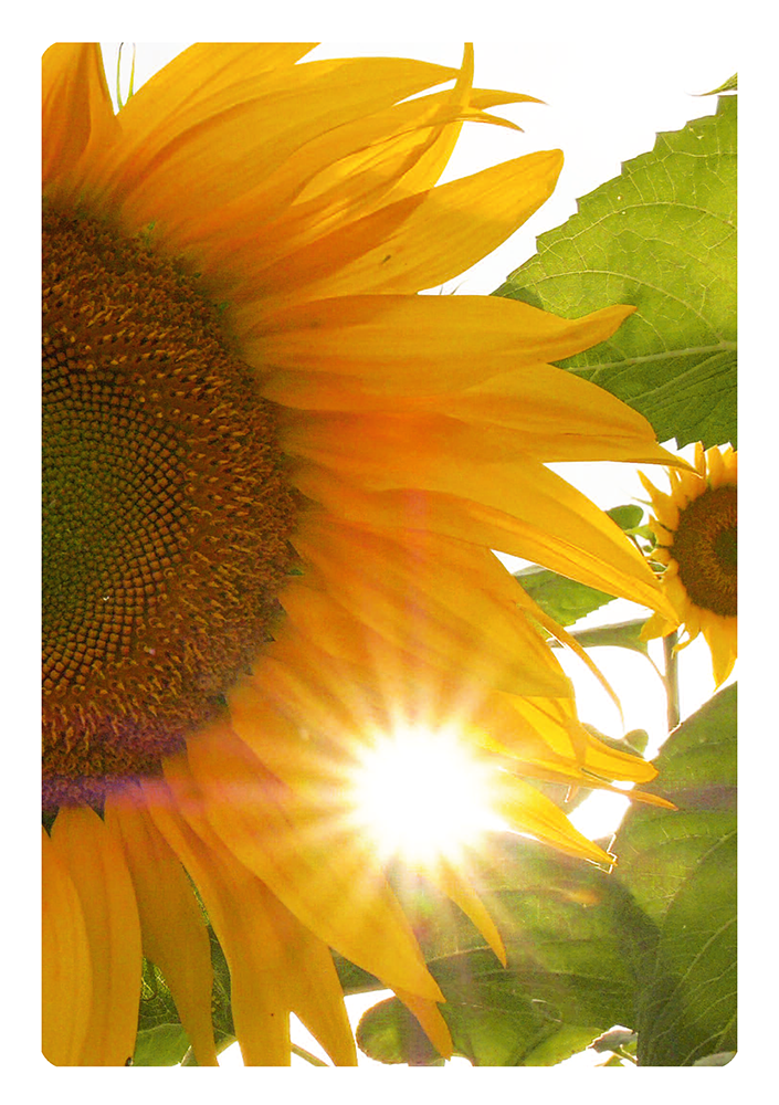 Grußkarte mit Motiv nach Wahl "Sonnenblume" Grußkarte mit Motiv nach Wahl "Sonnenblume"