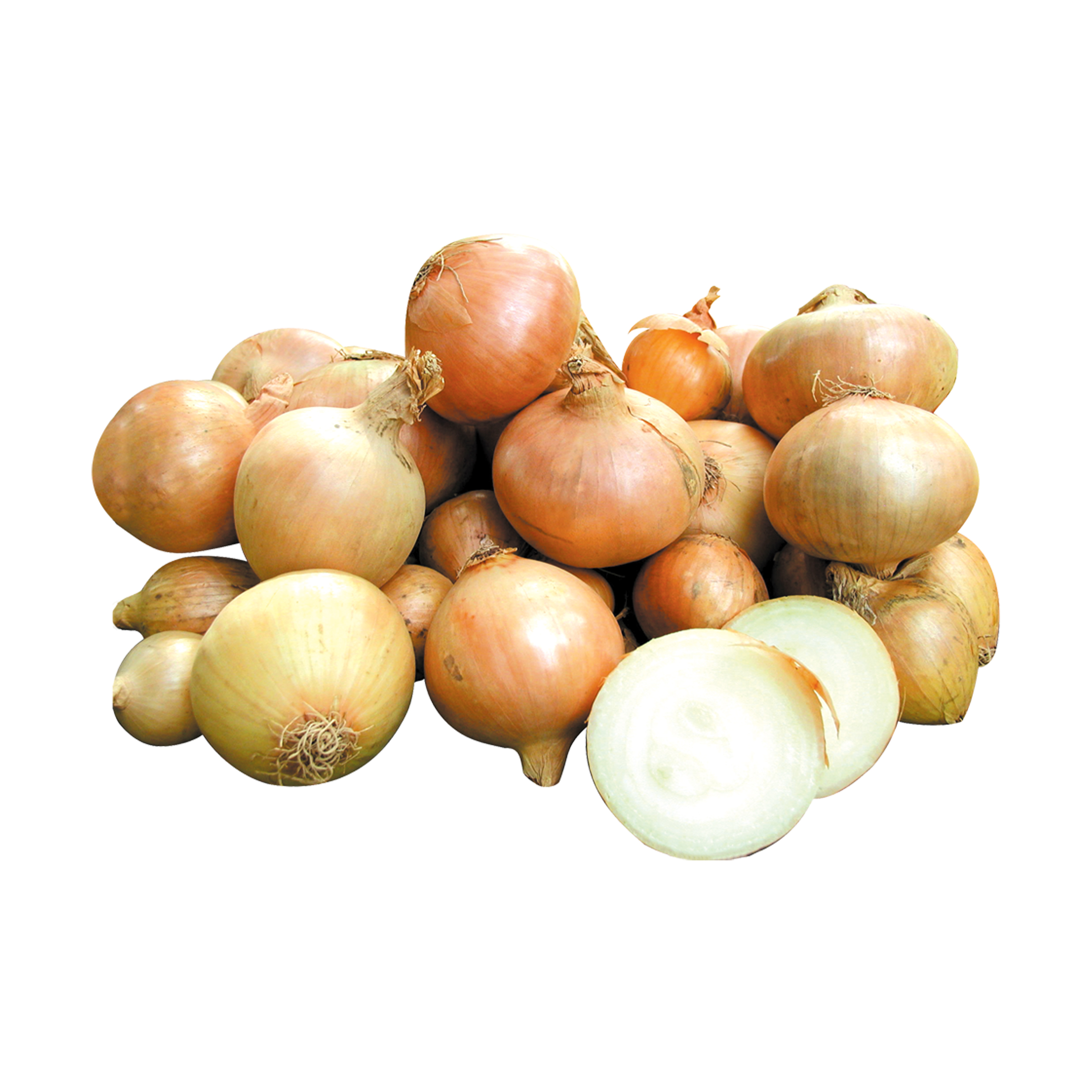 Zwiebeln, klein - mit Schönheitsfehlern kaufen Zwiebeln, klein - mit Schönheitsfehlern